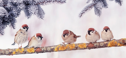 festive Christmas card with a lot of little funny birds sparrows sitting in the winter Park under...