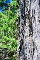 wood bark gray brown texture background 