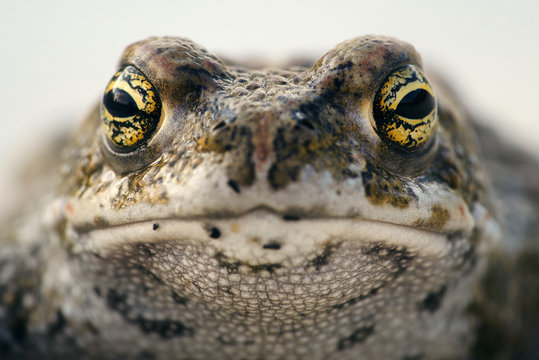 closeup of a toad