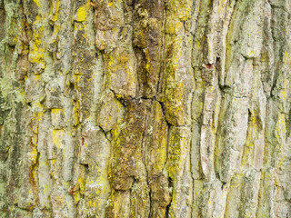 Tree bark texture, abstract nature background.