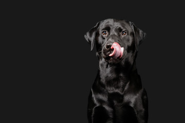 Labrador poses on dark grey background