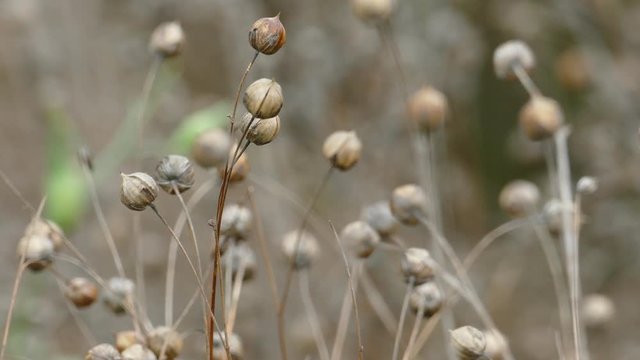 Ripe Flax (Linum usitatissimum) or linseed in agricultural field