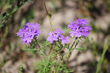 purple green plants rustic country farm ranch texas