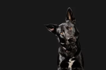 Tuinposter Black working dog poses on dark grey background © Jess Wealleans