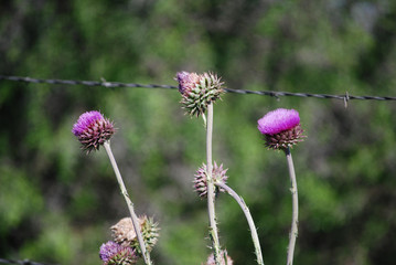 purple thistle green plants rustic country farm ranch texas