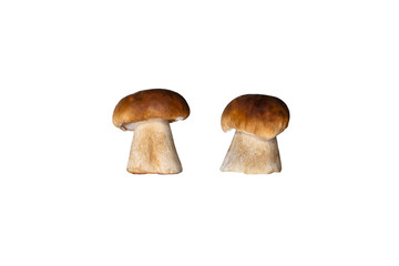 Standing one fungus Boletus edulis, isolated on white background with clipping path.