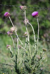 purple thistle green plants rustic country farm ranch texas