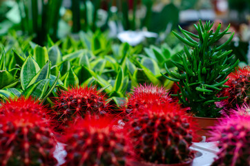 Close-up of different succulent plant