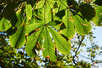 Sunlit  buckeye leaf during autumn in Poland.