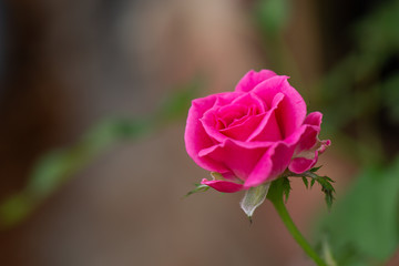 Pink rose in the garden