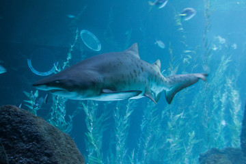 Aquarium