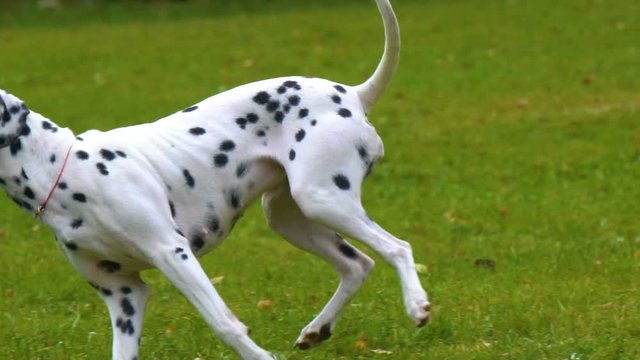 Dalmatian dog running with the disc in slow-motion