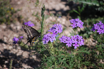 butterflies flowers colorful nature countryside 