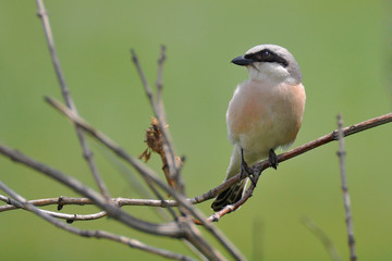 Wild bird, Red-backed Shrike (Lanius collurio)