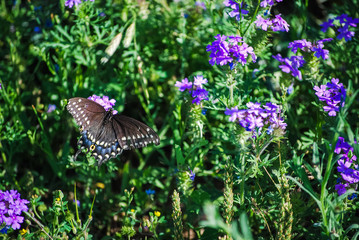 butterflies flowers colorful nature countryside  © Gretchen Dyson