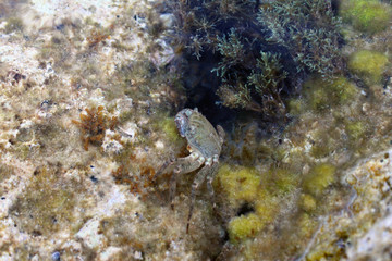 Fototapeta na wymiar The crab under the water