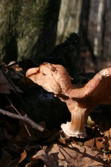 mushroom in the grass