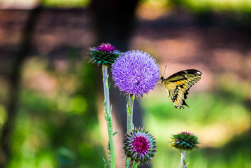 butterflies flowers colorful nature countryside 