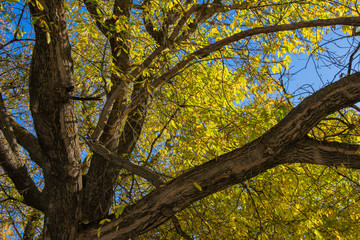 Large crown of old Ash tree (Fraxinus). Cracked tree branches. Autumn yellow, green leaves against the blue sky.