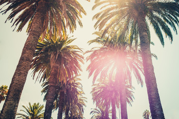 palm trees and sky - palm tree alley way  -