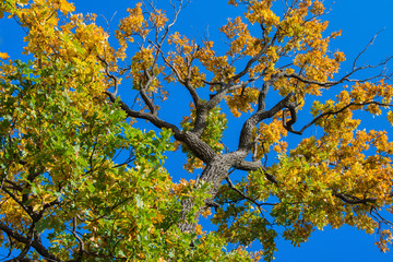Beautiful autumn tree. Large crown of Centuries-old Oak (Quercus) tree. Twisted curved branches of the tree. Yellow, green leaves against a blue sky.