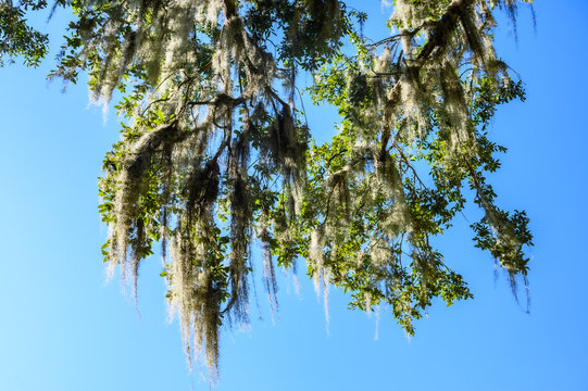old growth southern live oak trees with Spanish moss