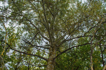 Fototapeta premium Large tree crown Aspen (Populus tremula). Branches overgrown with yellow moss. Autumn yellow, green leaves against a cloudy sky.