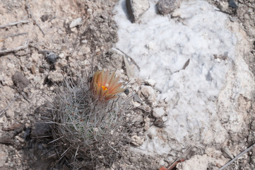 Rapicactus zaragozae in Blüte