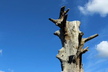 Dead tree with blue sky