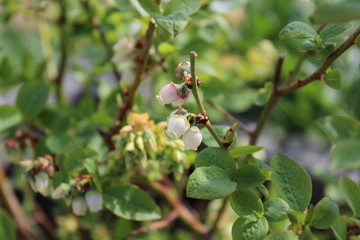 Blüte der Heidelbeere