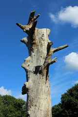 Dead tree with blue sky