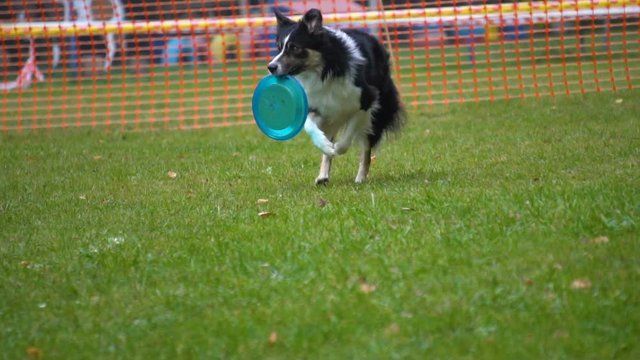 Tricolor border-collie with the disc on championship