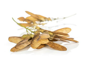 Lot of whole brown winged achene samara heap isolated on white background