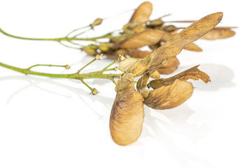 Lot of whole light brown winged achene samara isolated on white background