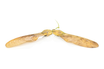 Obraz premium Group of two whole brown winged achene samara isolated on white background