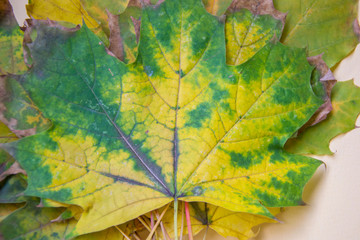 Bunch of colorful autumn leaves on pale yellow background, beautiful yellow, green and orange leaves flat lay