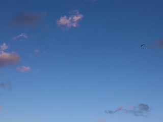 Paraglider in the sky of Hawaii 