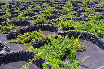 Lanzarote volcanic landscape with wine yards
