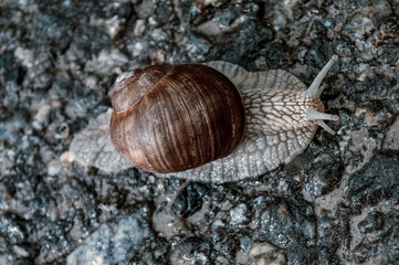 closeup snail, norrland, sweden