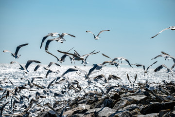 birds at the sea, norrland, sweden