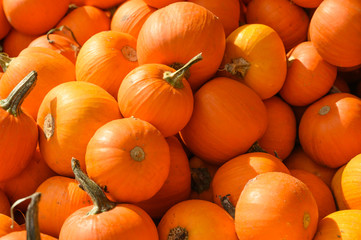 many yellow pumpkins, top view, background for halloween