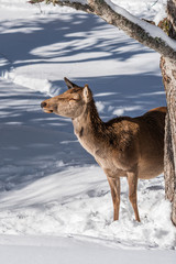 A female red deer stands behind a tree in the forest in winter