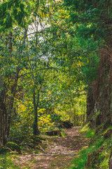 Fototapeta na wymiar Trail in the middle of green woods