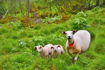 Sheep and lambs  in Norway mountains