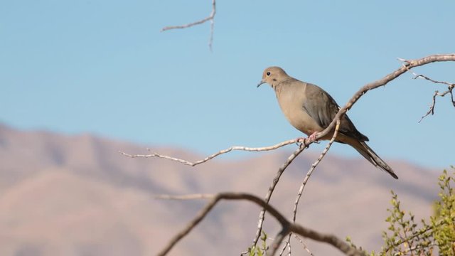 A morning dove sits on a creosote branch looking around before taking flight.