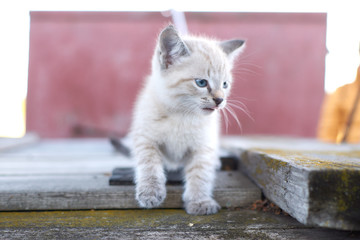 White kitten plays in grass