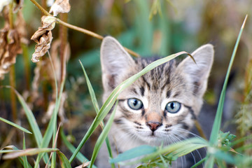 Obraz premium Grey striped kitten plays in grass