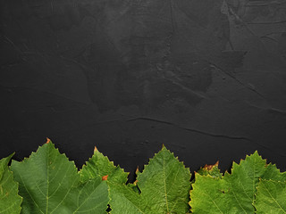 Green leaves of grapes laid out in a row on a black stone background. View from above. Copy space
