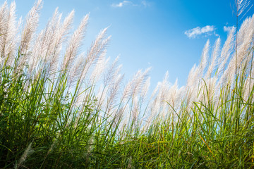 Obraz premium Reed Blooming in Countryside