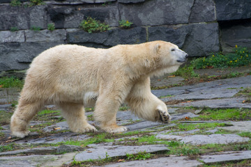 a polar bear walks on the rocks
